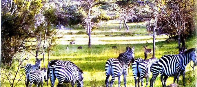 One can never miss the gift of nature through the scenery of Zebras in Kiruhura