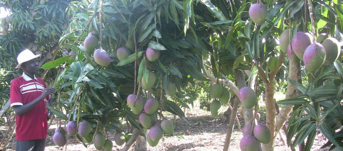 District Mother Garden demonstrates fruit growing