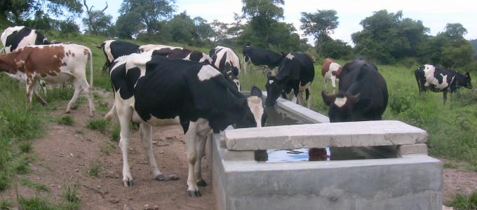 Dairy farming has steadily improved in Kiruhura