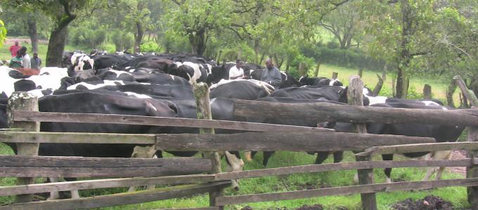 Dairy Farming is one of the major sources of income