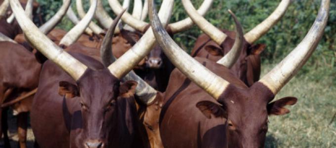 The Ankole Long Horned Cattle